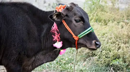 Qurbani 2026 by ahsasdpo